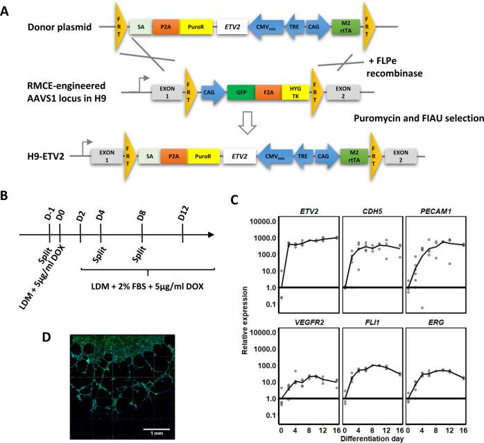 https://cdn.ncbi.nlm.nih.gov/pmc/blobs/bbd4/7809369/9ef20da7cb56/41419_2020_3356_Fig1_HTML.jpg