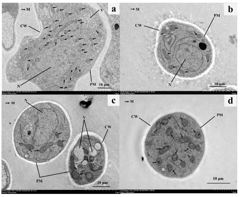 https://cdn.ncbi.nlm.nih.gov/pmc/blobs/bbd6/7696833/508369305ad2/molecules-25-05335-g004.jpg