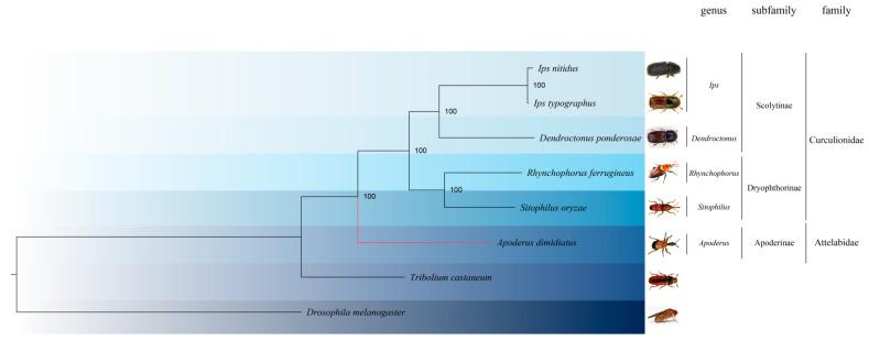 https://cdn.ncbi.nlm.nih.gov/pmc/blobs/bbd7/11204265/3a0c69acaf9f/insects-15-00431-g002.jpg