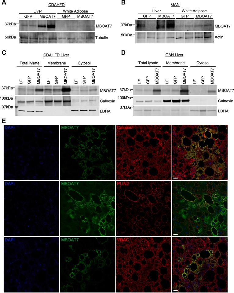 https://cdn.ncbi.nlm.nih.gov/pmc/blobs/bbd8/11307403/ddae85fe0307/gr3.jpg