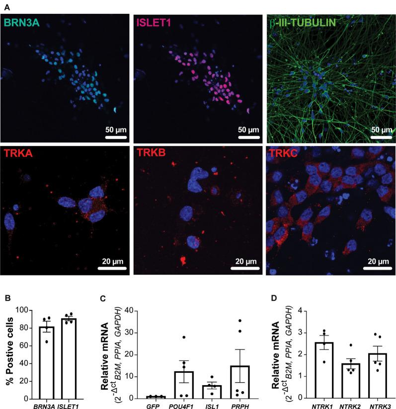 https://cdn.ncbi.nlm.nih.gov/pmc/blobs/bbd9/7761588/daae2180c250/fncel-14-600895-g0002.jpg