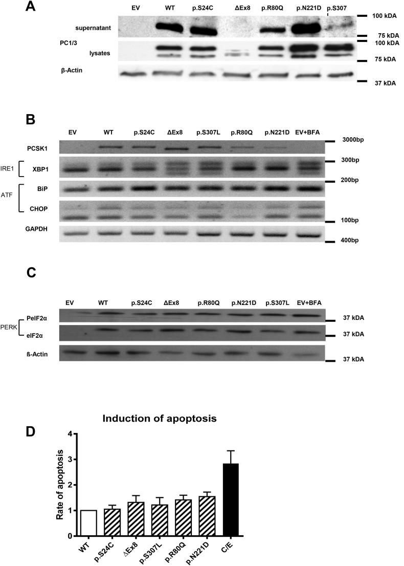 https://cdn.ncbi.nlm.nih.gov/pmc/blobs/bbde/5323889/71985b023d9c/gr4.jpg