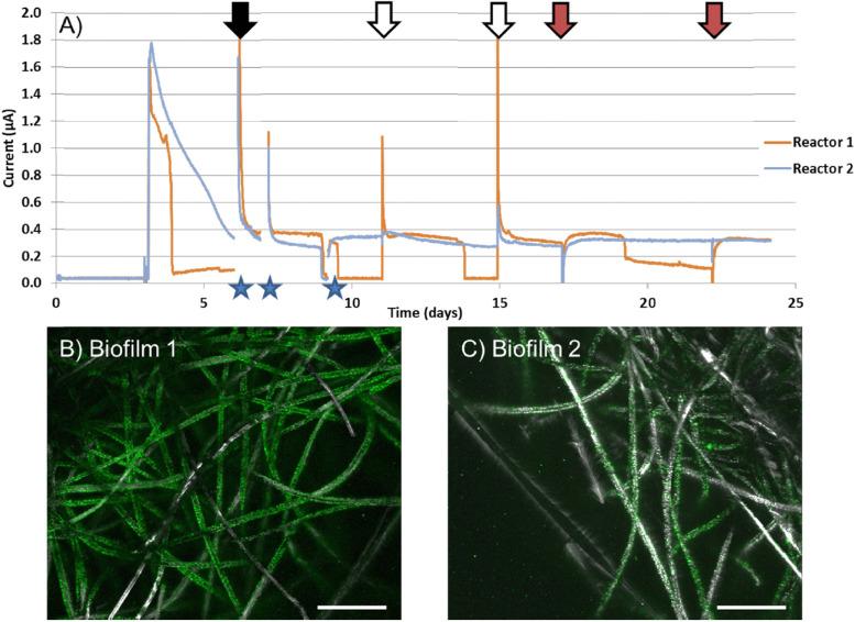 https://cdn.ncbi.nlm.nih.gov/pmc/blobs/bbdf/7829351/14b52e8f5548/fmicb-11-597818-g003.jpg
