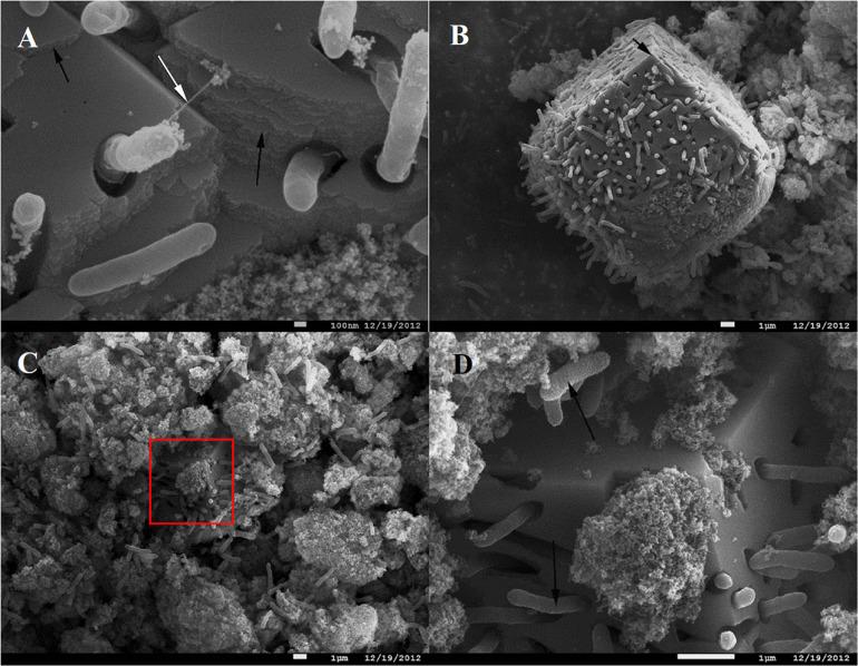 https://cdn.ncbi.nlm.nih.gov/pmc/blobs/bbdf/7829351/51e971fce304/fmicb-11-597818-g002.jpg