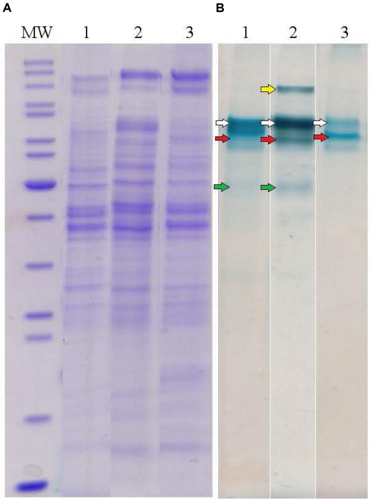 https://cdn.ncbi.nlm.nih.gov/pmc/blobs/bbdf/7829351/c6db563a2d61/fmicb-11-597818-g004.jpg