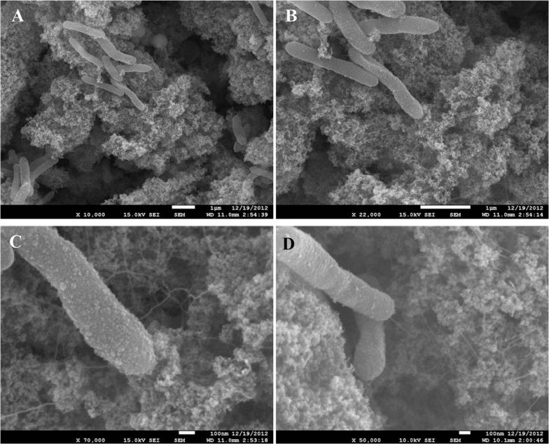 https://cdn.ncbi.nlm.nih.gov/pmc/blobs/bbdf/7829351/c95489f68d09/fmicb-11-597818-g001.jpg