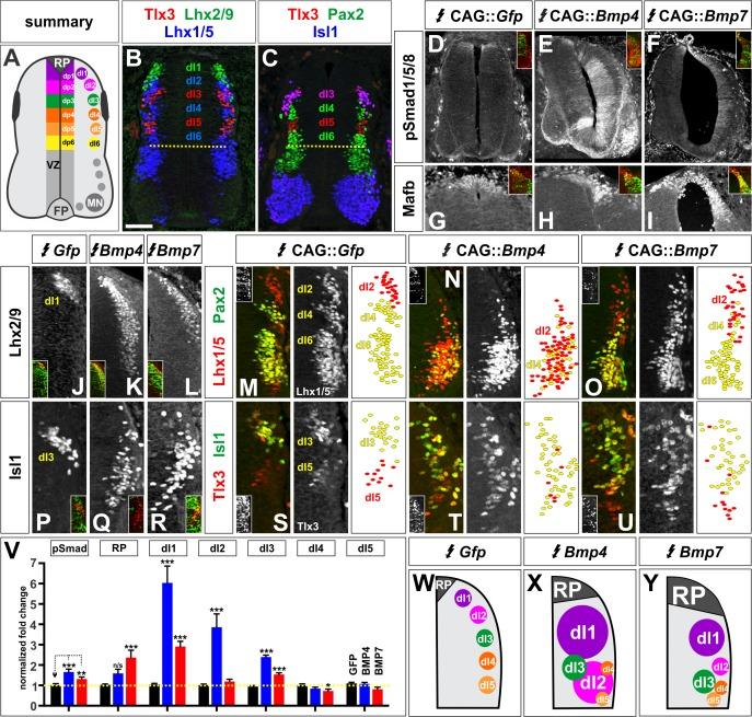 https://cdn.ncbi.nlm.nih.gov/pmc/blobs/bbe2/5605194/24ddc58bceb4/elife-30647-fig2.jpg