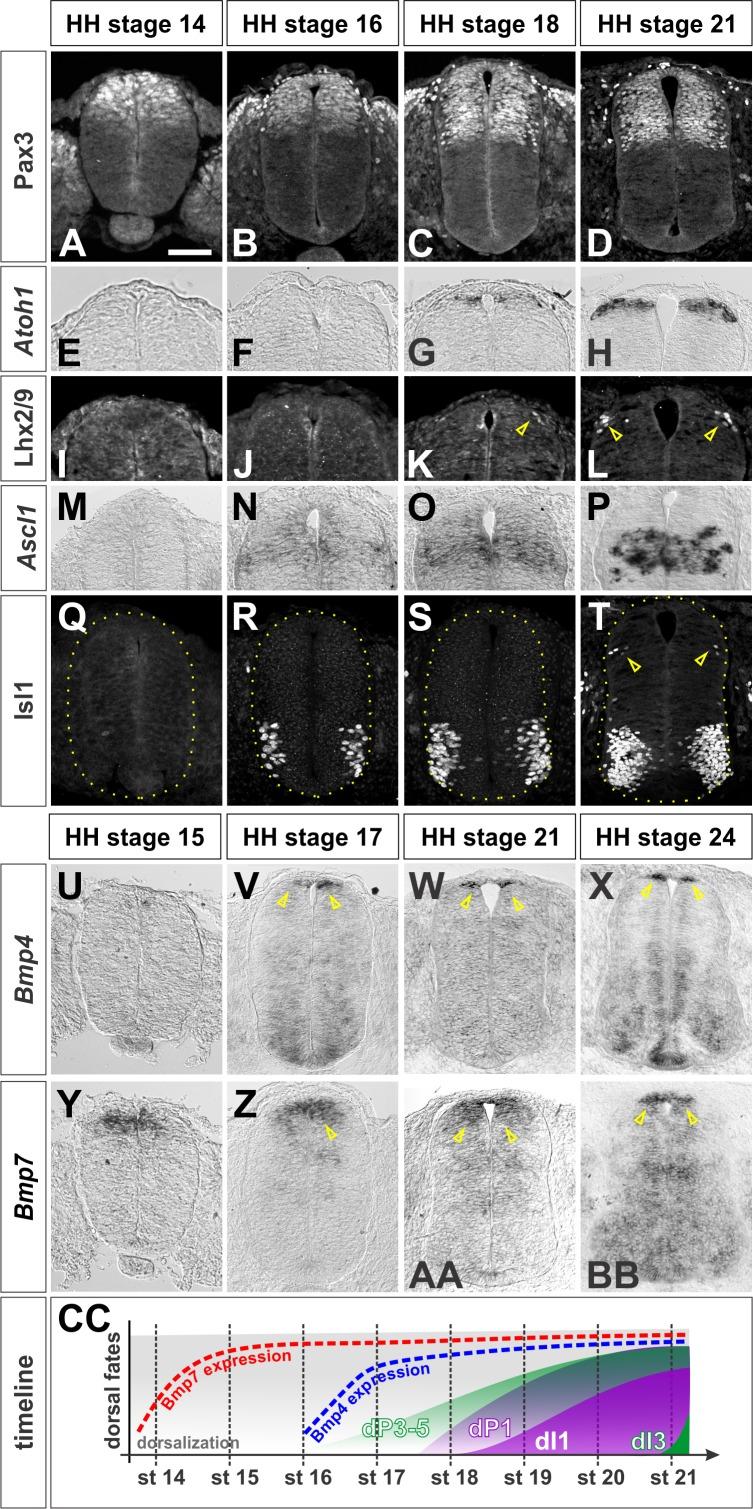 https://cdn.ncbi.nlm.nih.gov/pmc/blobs/bbe2/5605194/336fff91f6cc/elife-30647-fig1.jpg