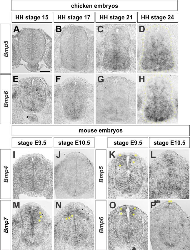 https://cdn.ncbi.nlm.nih.gov/pmc/blobs/bbe2/5605194/715b196cf758/elife-30647-fig1-figsupp1.jpg