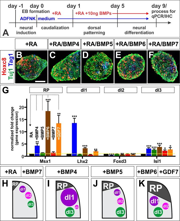 https://cdn.ncbi.nlm.nih.gov/pmc/blobs/bbe2/5605194/92a8f8104e51/elife-30647-fig3.jpg