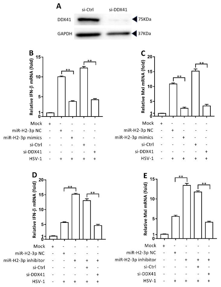 https://cdn.ncbi.nlm.nih.gov/pmc/blobs/bbe5/6723821/07f714cdbb35/viruses-11-00756-g005.jpg