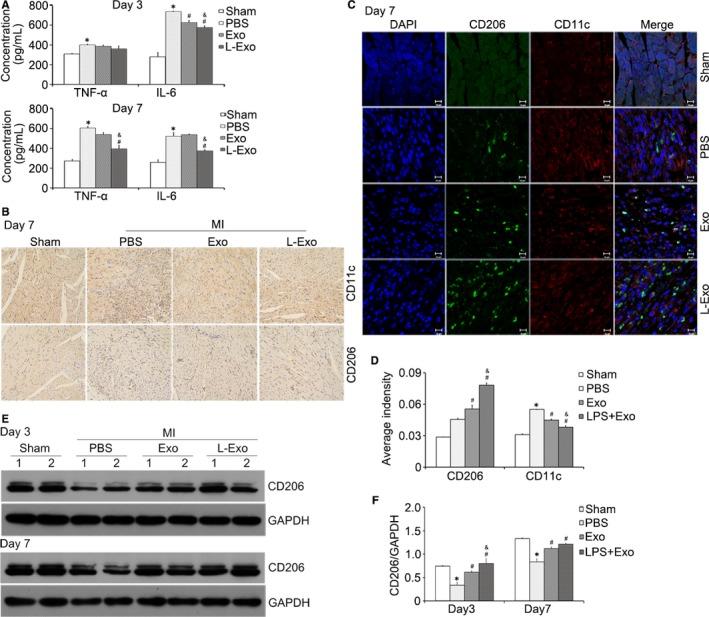 https://cdn.ncbi.nlm.nih.gov/pmc/blobs/bbe5/6815833/94759c711c07/JCMM-23-7617-g007.jpg