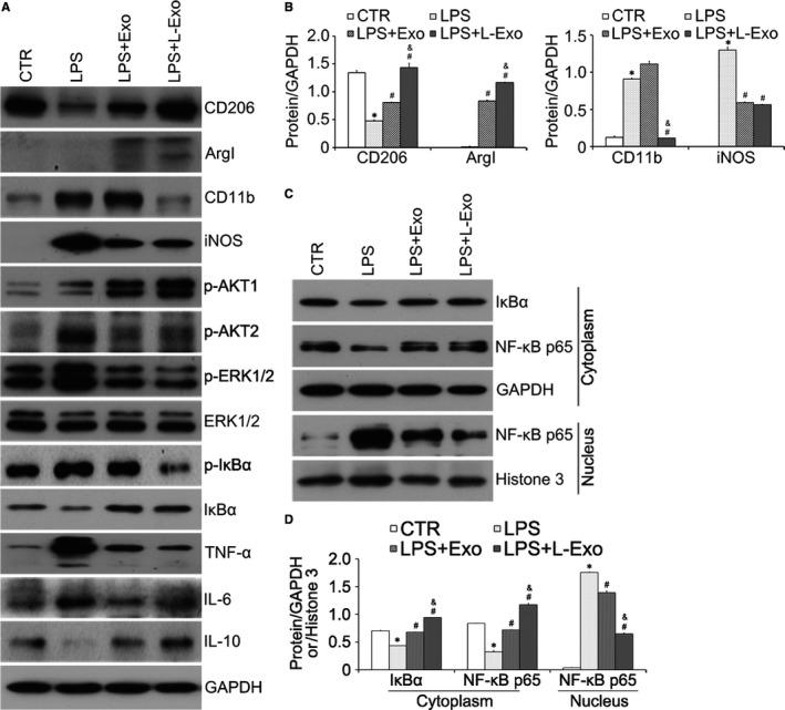https://cdn.ncbi.nlm.nih.gov/pmc/blobs/bbe5/6815833/ba313e116d5e/JCMM-23-7617-g003.jpg