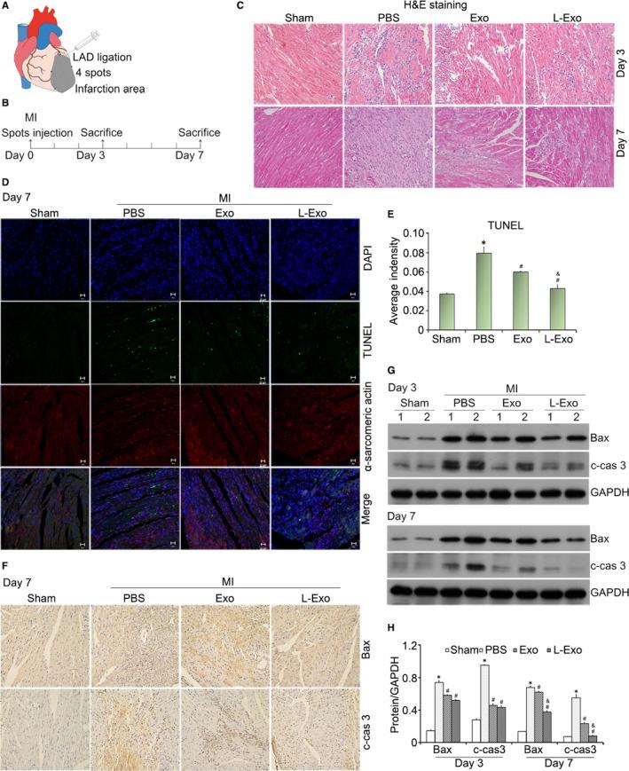 https://cdn.ncbi.nlm.nih.gov/pmc/blobs/bbe5/6815833/dbe1c14ac62e/JCMM-23-7617-g006.jpg