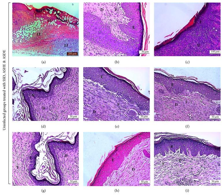 https://cdn.ncbi.nlm.nih.gov/pmc/blobs/bbe9/5340985/e042bc74a034/ECAM2017-1914732.004.jpg