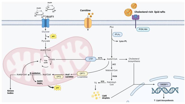 https://cdn.ncbi.nlm.nih.gov/pmc/blobs/bbed/12029571/8a0e8a2294d0/metabolites-15-00221-g002.jpg