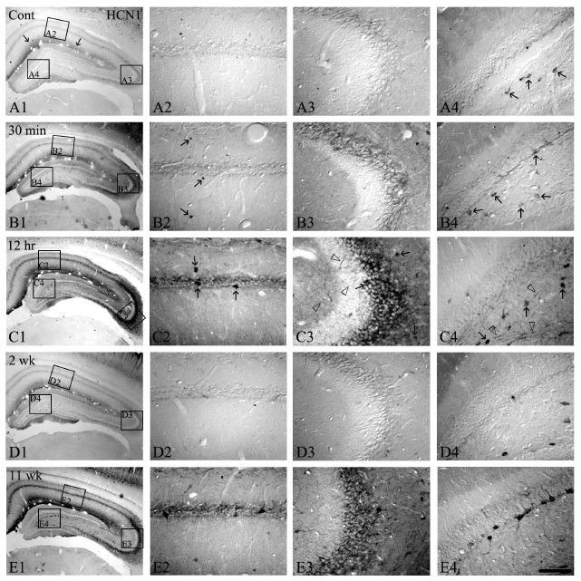 https://cdn.ncbi.nlm.nih.gov/pmc/blobs/bbee/4133809/ed4bc62da78a/BMB-45-635-g0001.jpg