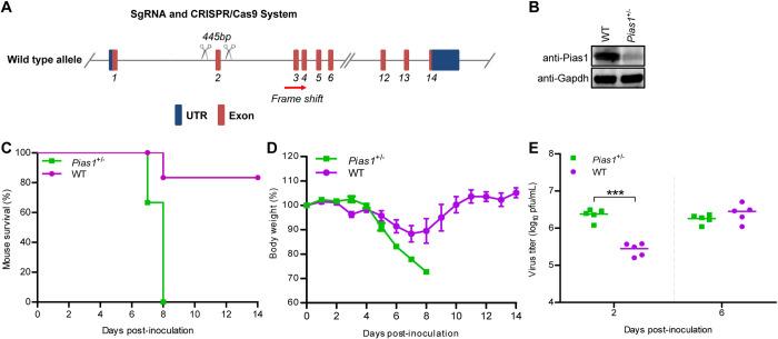https://cdn.ncbi.nlm.nih.gov/pmc/blobs/bbee/9009768/a73897728139/ppat.1010446.g009.jpg