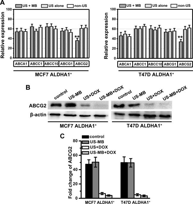 https://cdn.ncbi.nlm.nih.gov/pmc/blobs/bbef/5678030/346c13b6e4c9/bsr-37-bsr20171137-g5.jpg