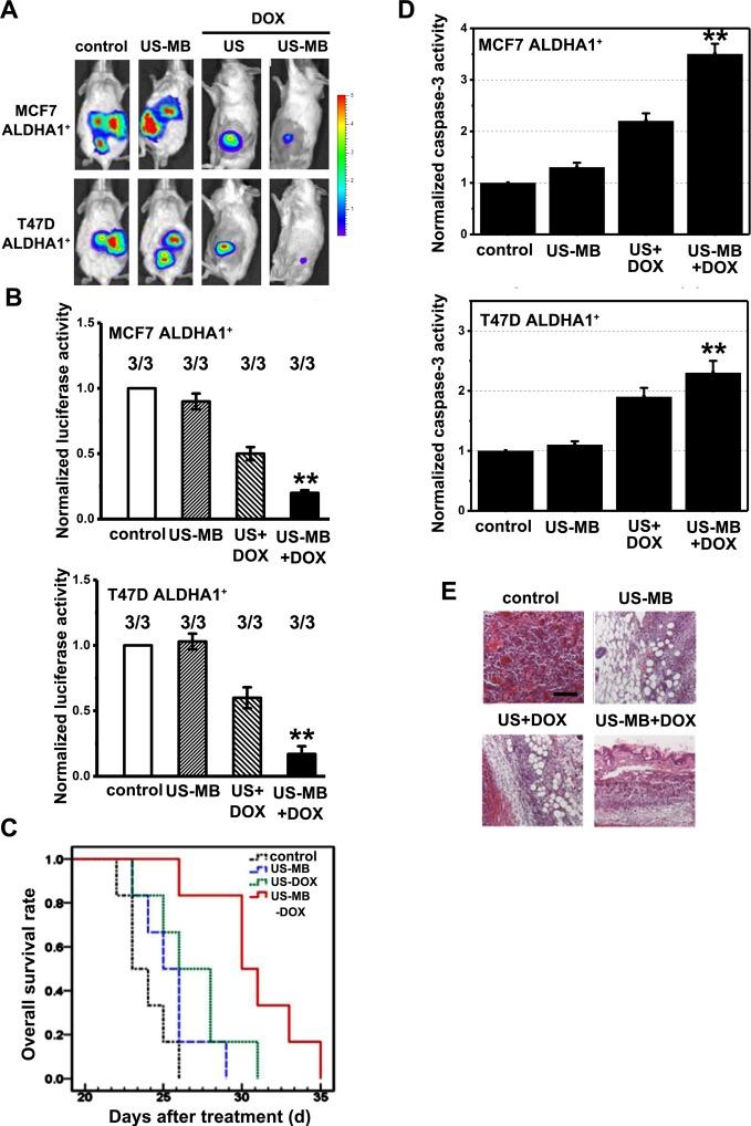 https://cdn.ncbi.nlm.nih.gov/pmc/blobs/bbef/5678030/7418f9a41a65/bsr-37-bsr20171137-g4.jpg