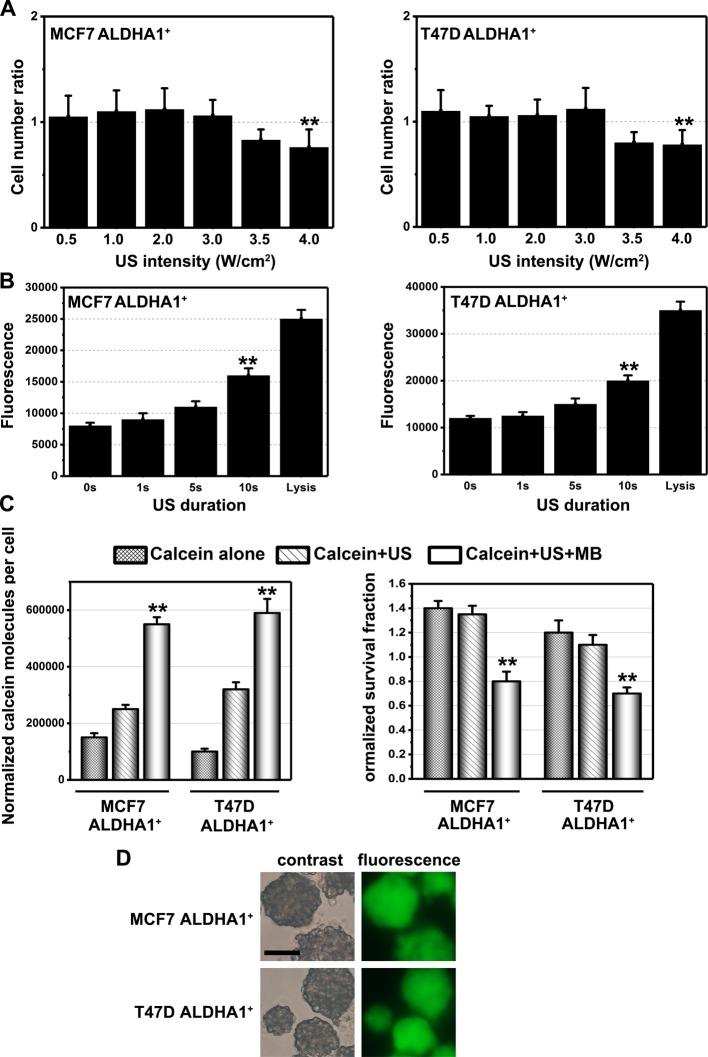 https://cdn.ncbi.nlm.nih.gov/pmc/blobs/bbef/5678030/b1f643670535/bsr-37-bsr20171137-g2.jpg