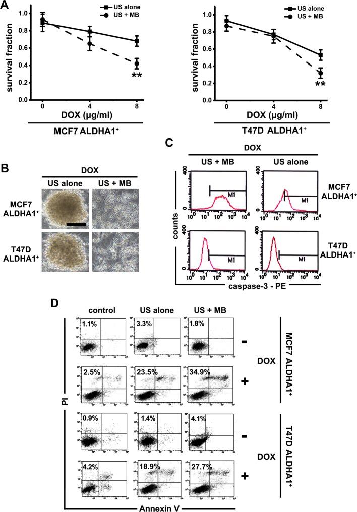 https://cdn.ncbi.nlm.nih.gov/pmc/blobs/bbef/5678030/c9e68e5d38e4/bsr-37-bsr20171137-g3.jpg