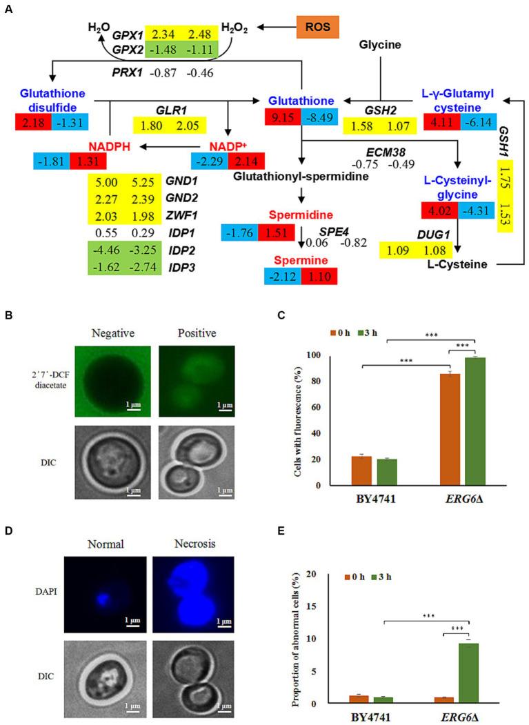 https://cdn.ncbi.nlm.nih.gov/pmc/blobs/bbf2/10915035/30e894b6abcb/fmicb-15-1364425-g005.jpg
