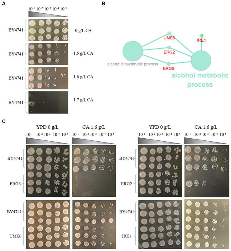https://cdn.ncbi.nlm.nih.gov/pmc/blobs/bbf2/10915035/888d431d16ab/fmicb-15-1364425-g001.jpg