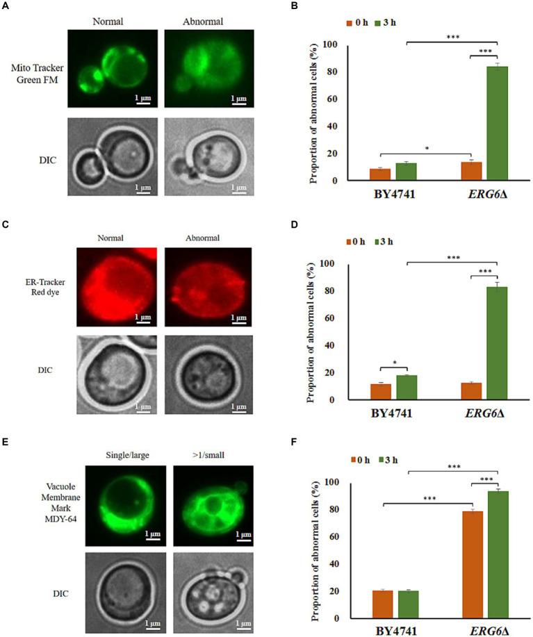 https://cdn.ncbi.nlm.nih.gov/pmc/blobs/bbf2/10915035/f521c93f16ee/fmicb-15-1364425-g003.jpg