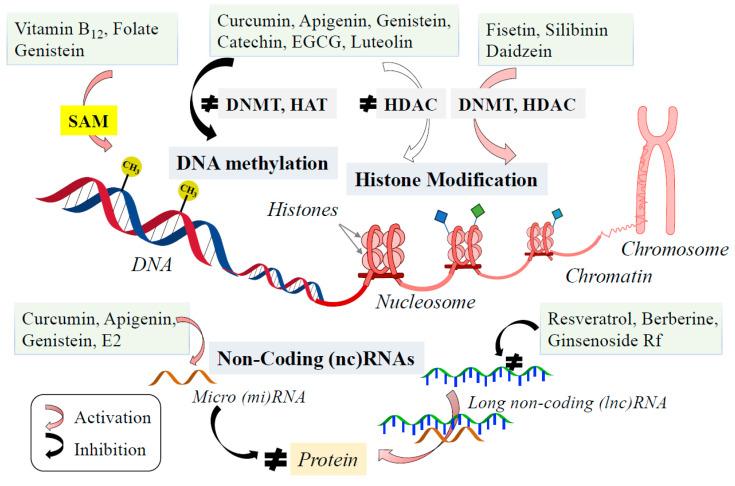 https://cdn.ncbi.nlm.nih.gov/pmc/blobs/bbf8/11988947/25523017e671/ijms-26-02916-g006.jpg