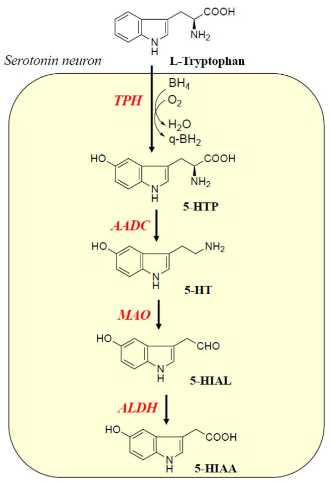 https://cdn.ncbi.nlm.nih.gov/pmc/blobs/bbf8/11988947/bdf92e598d49/ijms-26-02916-g001.jpg