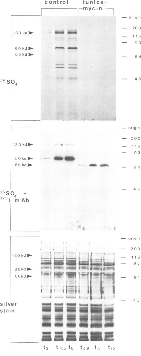 https://cdn.ncbi.nlm.nih.gov/pmc/blobs/bbf8/555247/8438a6ebbe50/emboj00260-0121-a.jpg