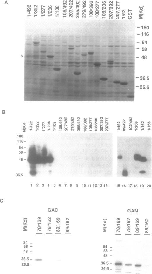 https://cdn.ncbi.nlm.nih.gov/pmc/blobs/bbfc/311401/50c6775960de/nar00070-0042-a.jpg