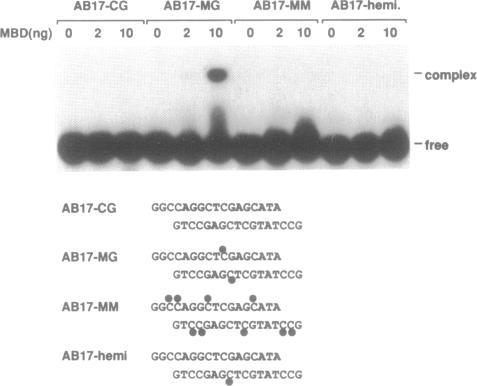 https://cdn.ncbi.nlm.nih.gov/pmc/blobs/bbfc/311401/d1999469e011/nar00070-0044-a.jpg