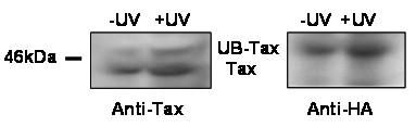 https://cdn.ncbi.nlm.nih.gov/pmc/blobs/bbfd/2234431/5d34c4d8384a/1742-4690-4-95-2.jpg