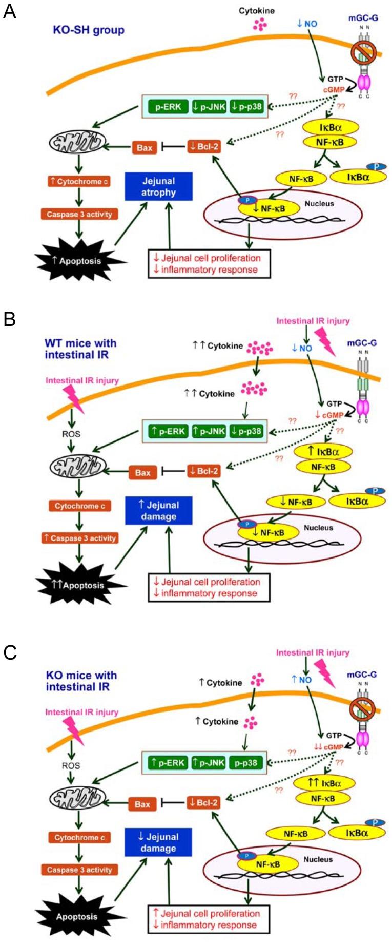 https://cdn.ncbi.nlm.nih.gov/pmc/blobs/bbfd/4081647/4bfe96a36044/pone.0101314.g007.jpg