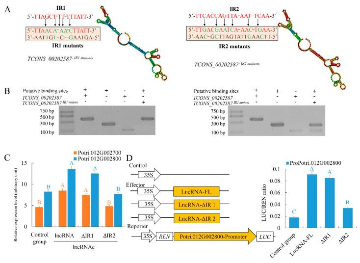 https://cdn.ncbi.nlm.nih.gov/pmc/blobs/bc04/7555564/1a9a0ddcc311/ijms-21-06808-g005.jpg