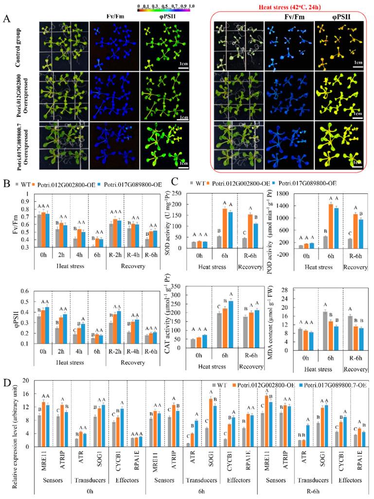https://cdn.ncbi.nlm.nih.gov/pmc/blobs/bc04/7555564/4f0a4143a47b/ijms-21-06808-g007.jpg