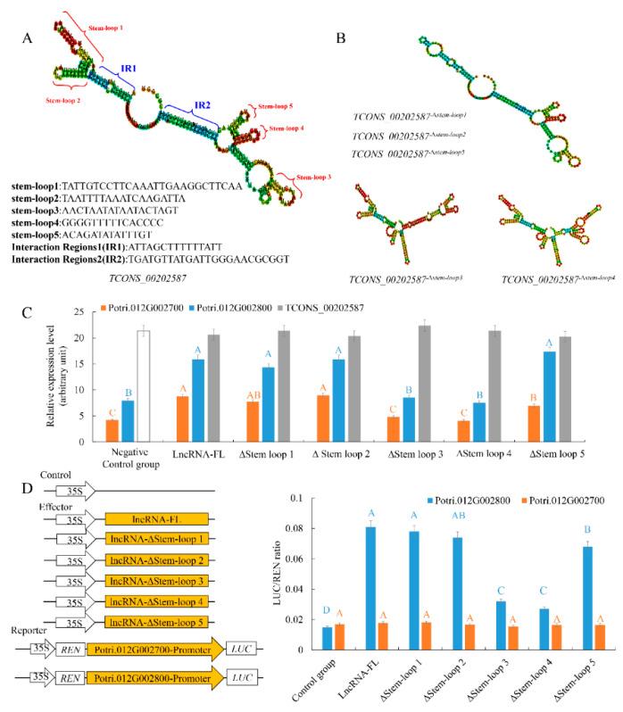 https://cdn.ncbi.nlm.nih.gov/pmc/blobs/bc04/7555564/7450886289dd/ijms-21-06808-g004.jpg