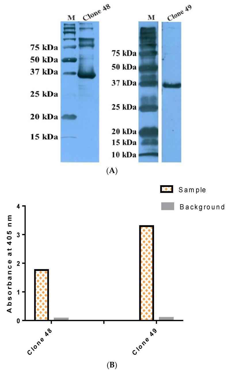 https://cdn.ncbi.nlm.nih.gov/pmc/blobs/bc04/9698333/1cee5ad3510c/pathogens-11-01232-g006.jpg