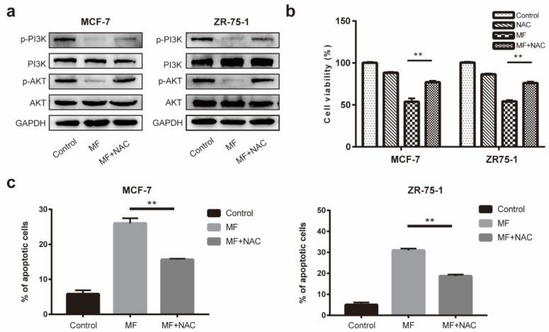 https://cdn.ncbi.nlm.nih.gov/pmc/blobs/bc05/7215396/453087da0cae/ijms-21-02952-g005.jpg