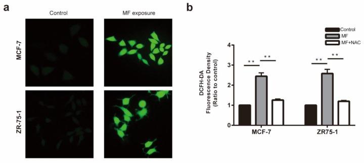https://cdn.ncbi.nlm.nih.gov/pmc/blobs/bc05/7215396/e4ed0a271051/ijms-21-02952-g004.jpg