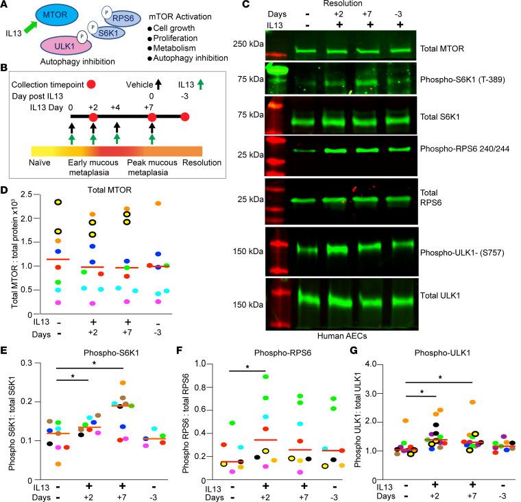 https://cdn.ncbi.nlm.nih.gov/pmc/blobs/bc08/12288895/cc4bb82bf746/jciinsight-10-187904-g100.jpg