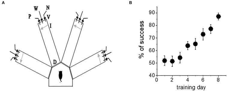 https://cdn.ncbi.nlm.nih.gov/pmc/blobs/bc08/9556983/691c84e60bce/fncel-16-934838-g0001.jpg