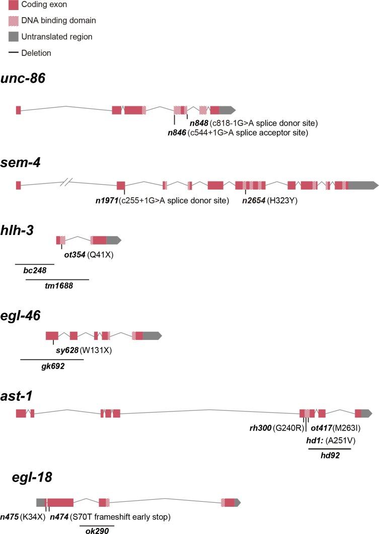 https://cdn.ncbi.nlm.nih.gov/pmc/blobs/bc09/5916565/7d086fddd355/elife-32785-fig1-figsupp2.jpg