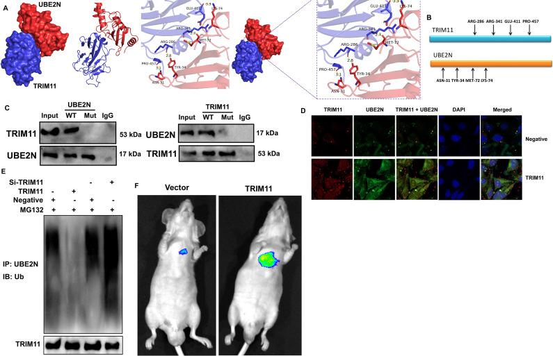 https://cdn.ncbi.nlm.nih.gov/pmc/blobs/bc0a/11523820/560933609292/12890_2024_3351_Fig8_HTML.jpg