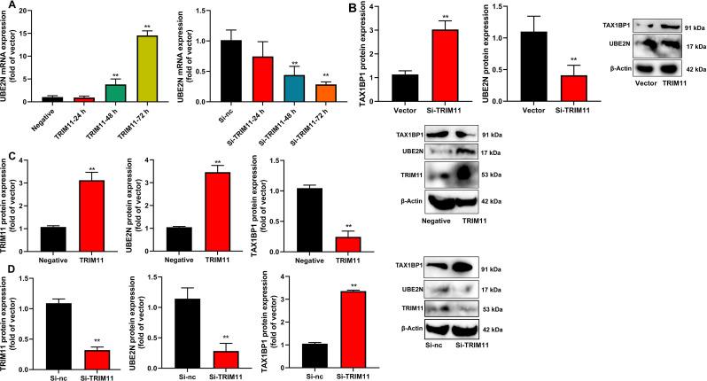 https://cdn.ncbi.nlm.nih.gov/pmc/blobs/bc0a/11523820/b38287d8b4ea/12890_2024_3351_Fig6_HTML.jpg