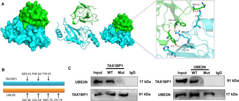 https://cdn.ncbi.nlm.nih.gov/pmc/blobs/bc0a/11523820/c37c930abac5/12890_2024_3351_Fig9_HTML.jpg