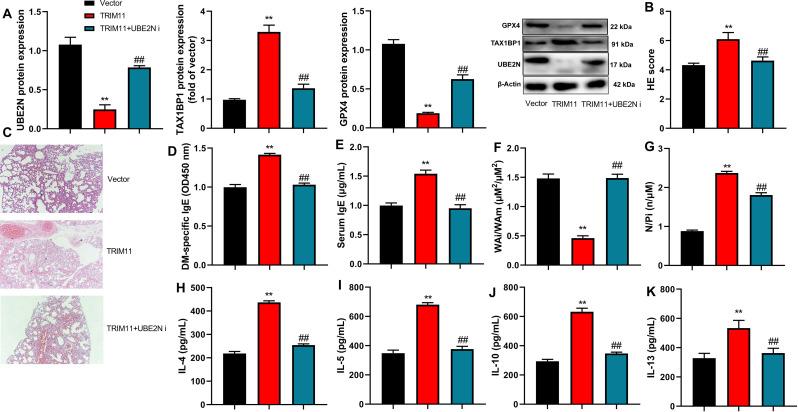 https://cdn.ncbi.nlm.nih.gov/pmc/blobs/bc0a/11523820/e10d8afbdb5d/12890_2024_3351_Fig7_HTML.jpg