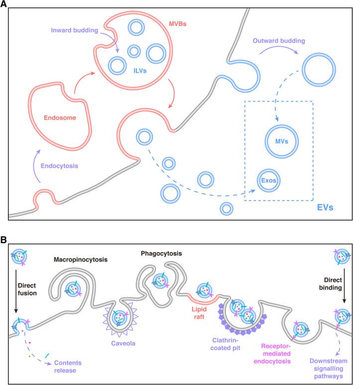 https://cdn.ncbi.nlm.nih.gov/pmc/blobs/bc0d/7574205/5a16c091346e/12964_2020_643_Fig2_HTML.jpg